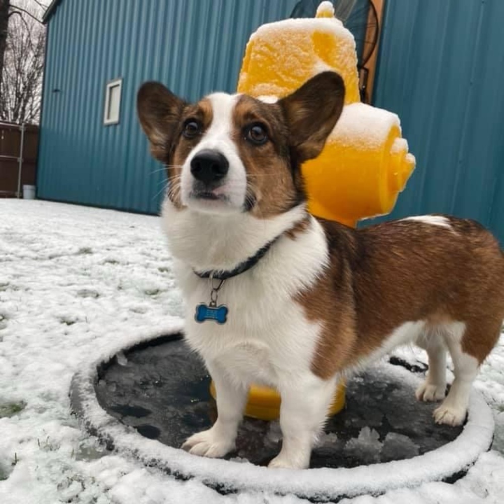 Corgi photographs